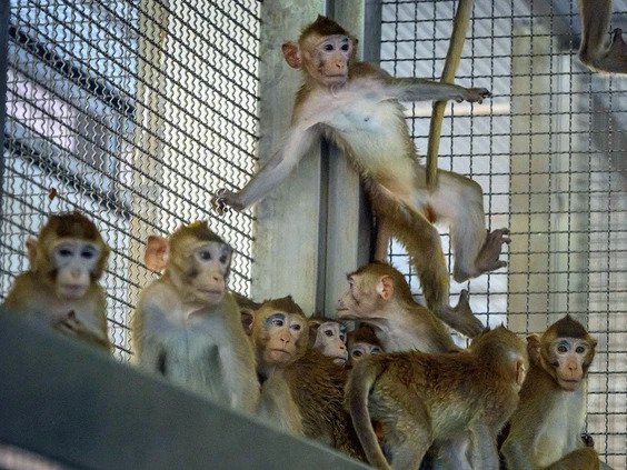 Animal rights activists angry as over 1,000 macaques imported from Cambodia in 2020 for research