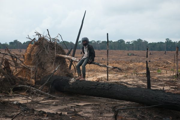 Logging Accelerates in Cambodia’s Prey Lang Sanctuary
