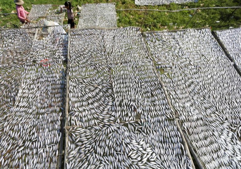 Cambodia’s dwindling fish stocks put spotlight on changing rivers