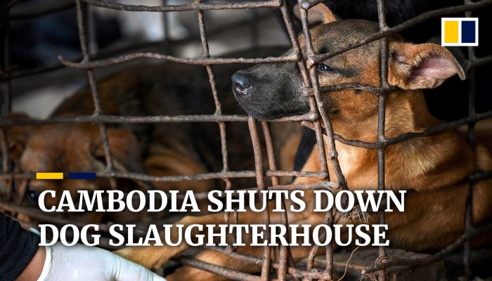 Cambodian dog slaughterhouse closes after killing more than one million dogs in 25 years (video)