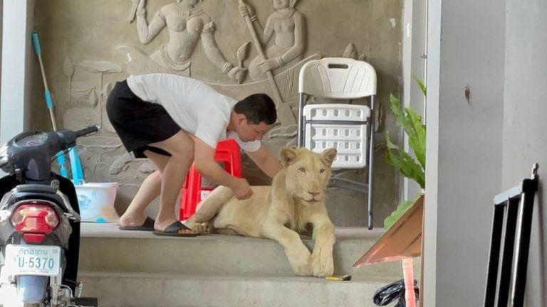 Pet lion confiscated in Cambodia after TikTok videos
