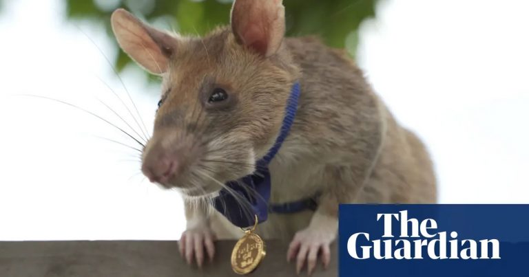 Magawa the mine-sniffing rat in Cambodia retires – video