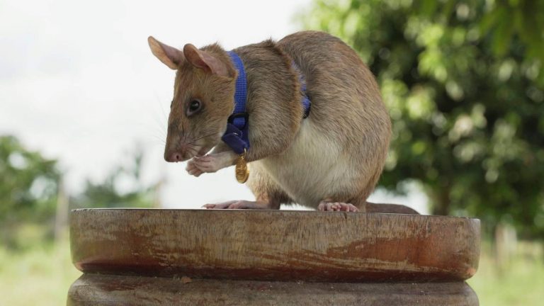 Cambodia’s famous mine-sniffing rat Magawa retires after five years of finding explosives (video)