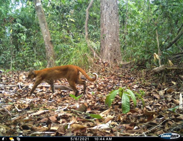 Rare golden cat caught on camera in Cambodia - The ...