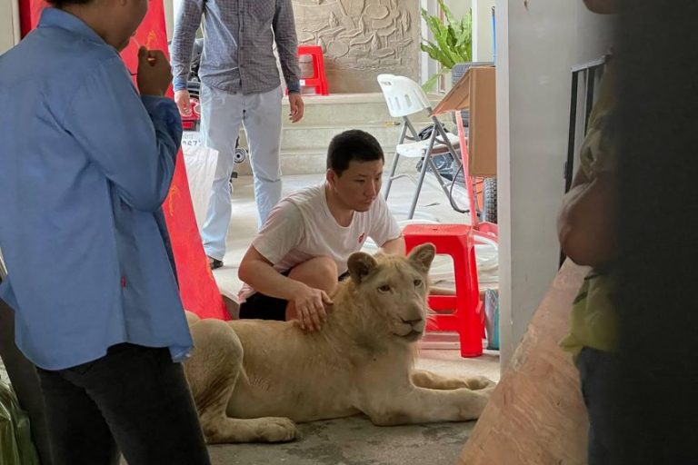 Chinese man has pet lion confiscated in Cambodia