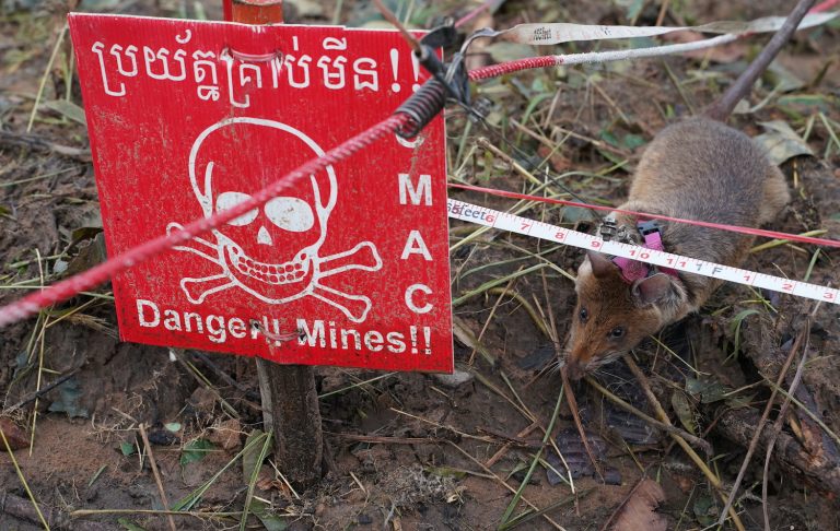 ‘Hero rats’ ready for demining duty in Cambodia