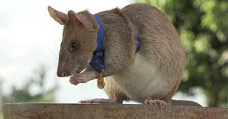 “Hero rat” who sniffed out dozens of landmines in Cambodia is retiring
