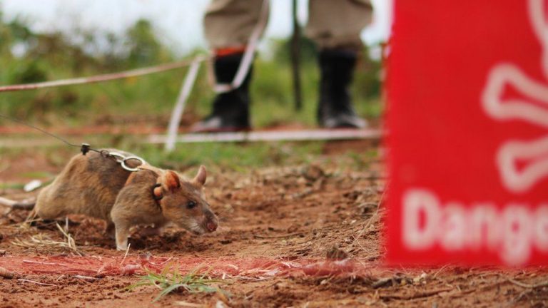 Landmine-sniffing rat continues legacy of fallen hero
