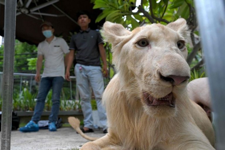 Cambodian PM orders return of defanged lion to Chinese owner