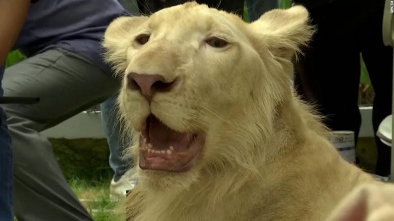 Pet lion reunited with owner after special exception (video)