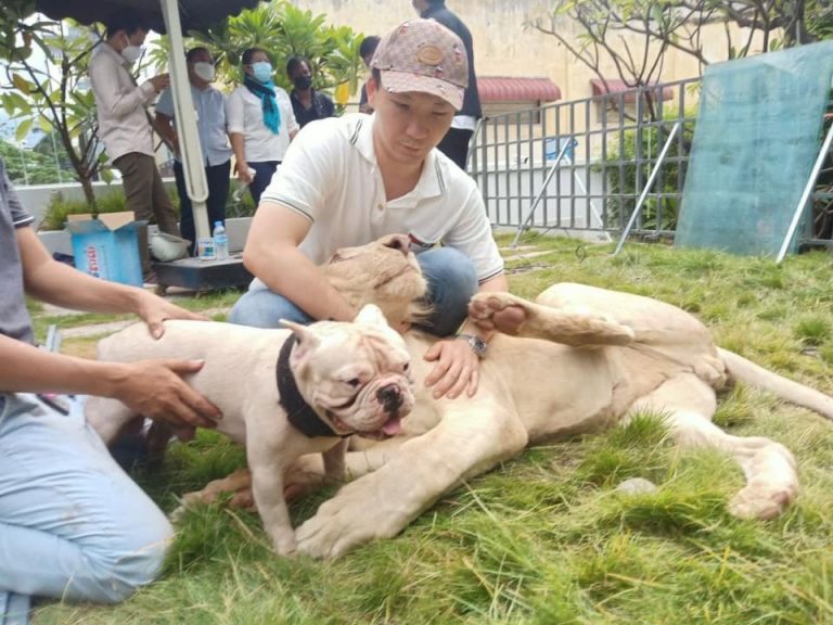 TikTok-famous pet lion in Cambodia was returned to its owner after country’s prime minister stepped in