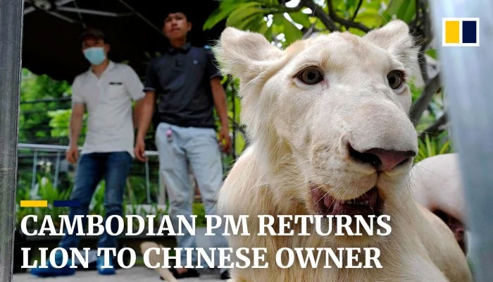 Declawed lion returned to Chinese owner after Cambodia’s prime minister intervenes (video)