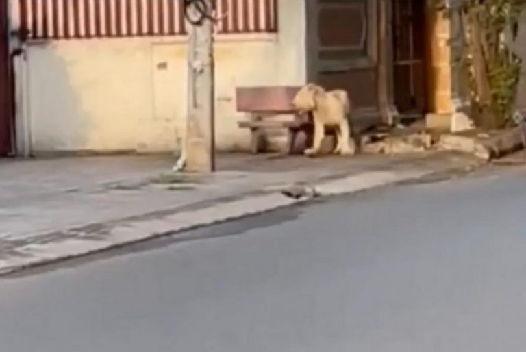 Escaped lion wanders streets of Cambodian capital