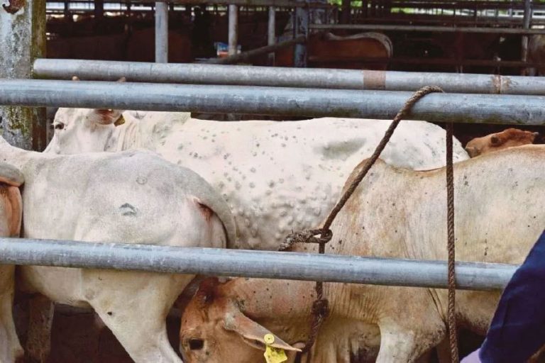 10,000 heads of cattle infected with LSD across 20 Cambodia provinces