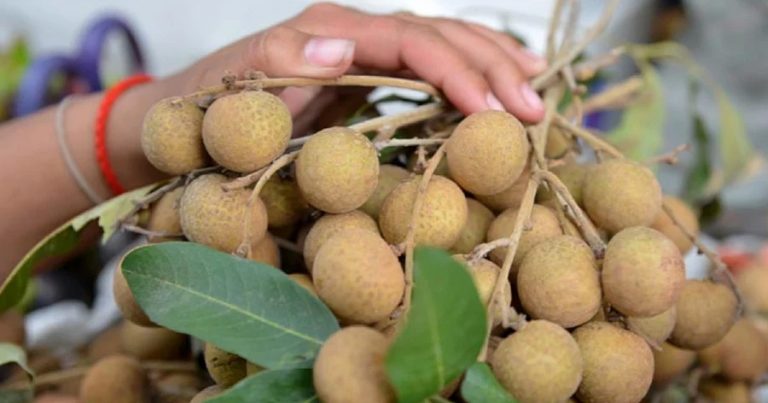 Cambodian govt steps in to assist longan farmers affected by export restrictions