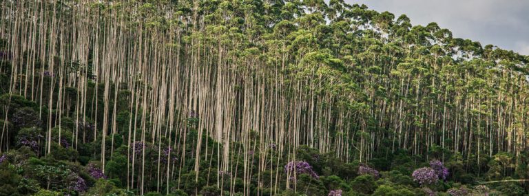 Should tree plantations count toward reforestation goals? It’s complicated