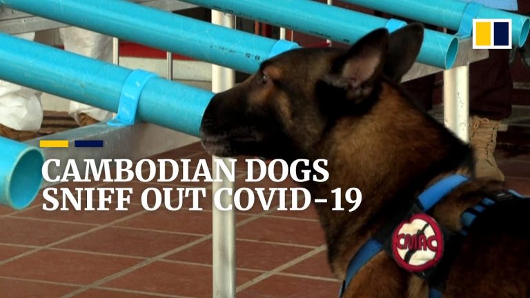 Finding Covid-19 cases is new job for dogs in Cambodian landmine detection programme