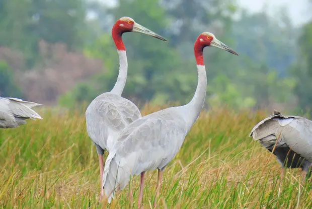 Farmers tempt endangered cranes back – by growing their favourite food