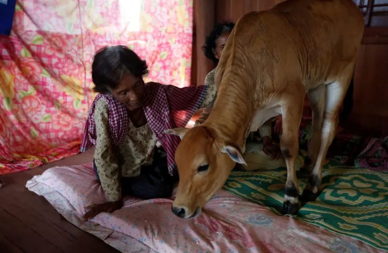 Cambodian woman marries cow she claims is her reincarnated husband