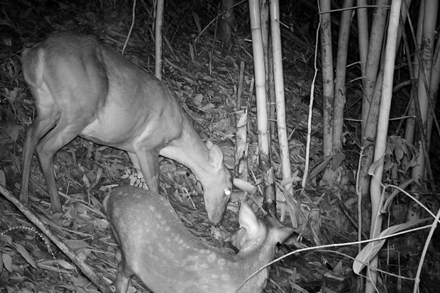 Baby of elusive deer species photographed for first time in Cambodia