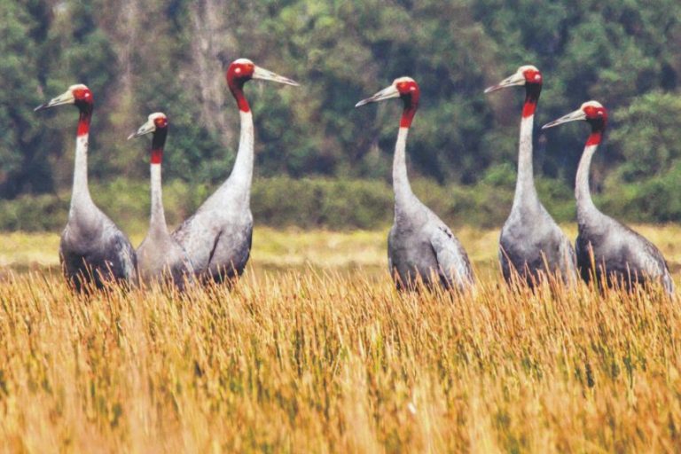 Rice-growing scheme to help boost crane’s population in Cambodia
