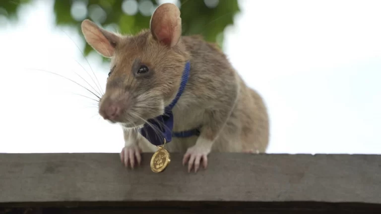 Cambodia’s landmine-sniffing rat hero dies