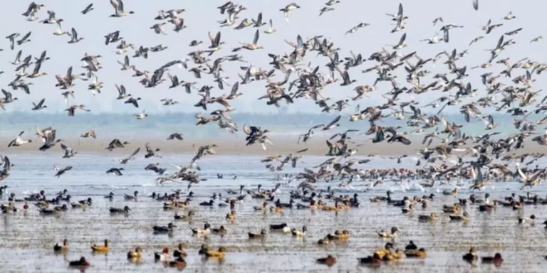 A large flock of critically endangered birds arrive in Cambodia in yearly migration