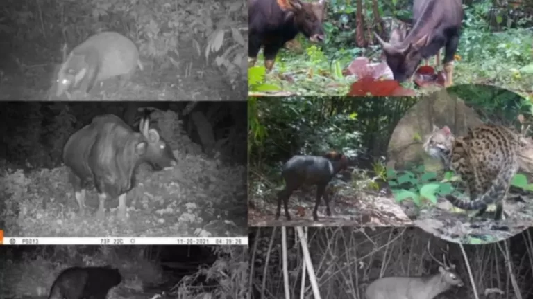 Ten rare animal species spotted in three provinces of Cambodia