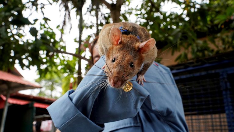 Magawa, ‘hero rat’ who sniffed out 71 land mines with his tiny nose, dies in retirement (video)