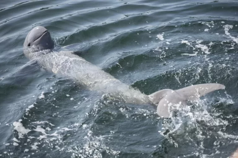 Dolphin Population Goes Extinct After Its Last Member Gets Entangled in Fishing Gear