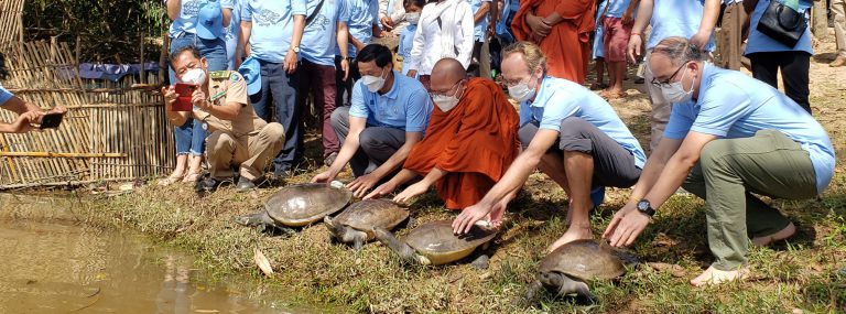 A royal release: Cambodia returns 51 rare turtles to the wild