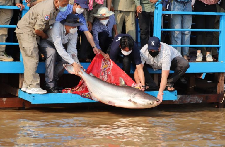 Cambodian project aims to revive flagging fish populations in Tonle Sap Lake