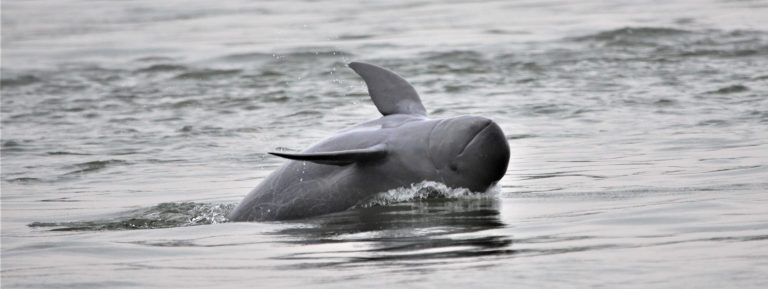 Death of last river dolphin in Laos rings alarm bells for Mekong population