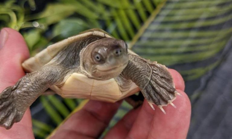 Cambodia takes measures to save rare Royal Turtle