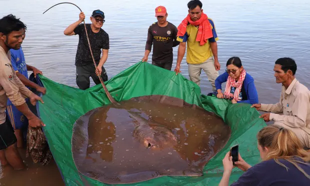 Biologists buoyed by discovery of 4-metre endangered stingray in Cambodia
