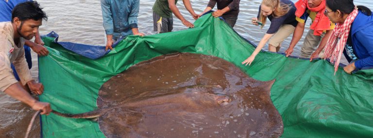 In the Mekong’s murky depths, giants abound, new expedition finds