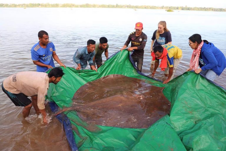 Cambodian fishermen hook enormous, endangered freshwater stingray (video)