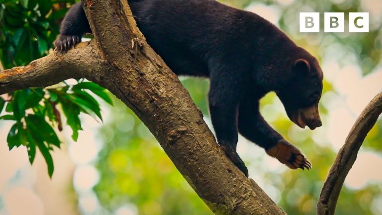 It’s life or death for the exotic animals of the Cardamom rain forest | Our Changing Planet – BBC