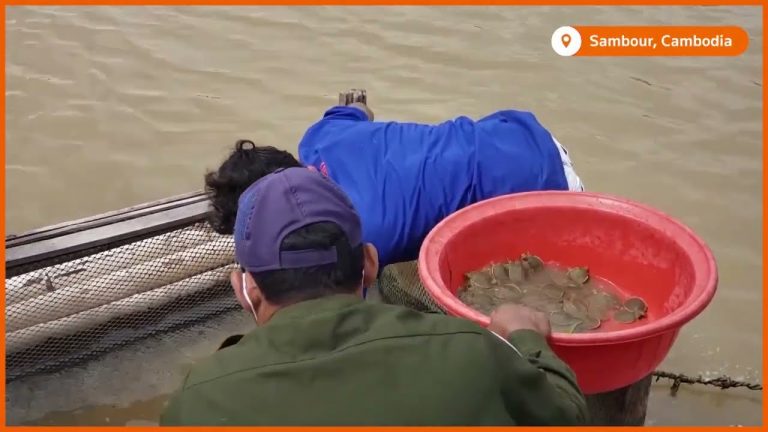 Over 500 turtle hatchlings released in Cambodian river (video)