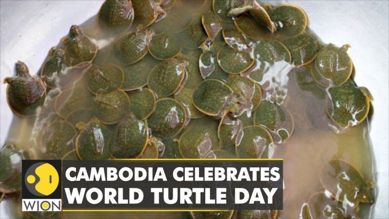 Cambodia celebrates world turtle day: Hundreds of endangered turtles released into the Mekong (video)