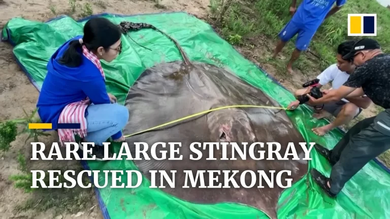 Rarely-seen giant freshwater stingray rescued in Mekong River (video)