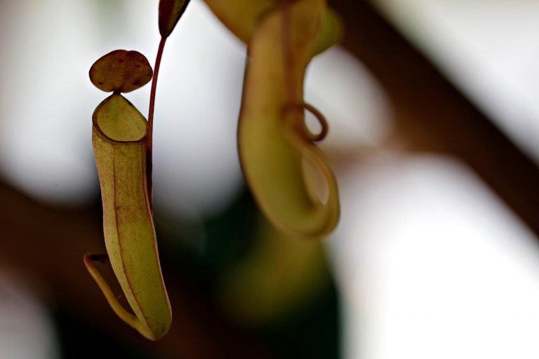 Selfies Further Endanger Rare Phallic Plant, Conservationists Fear