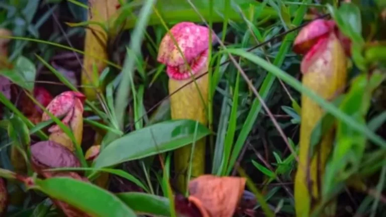 Selfish Selfies: Women Plucking Rare Phallic-Shaped Flowers Are Causing It to Die Out