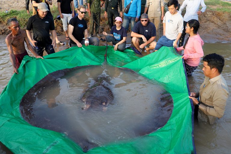 Giant stingray caught in Cambodia is world’s largest freshwater fish