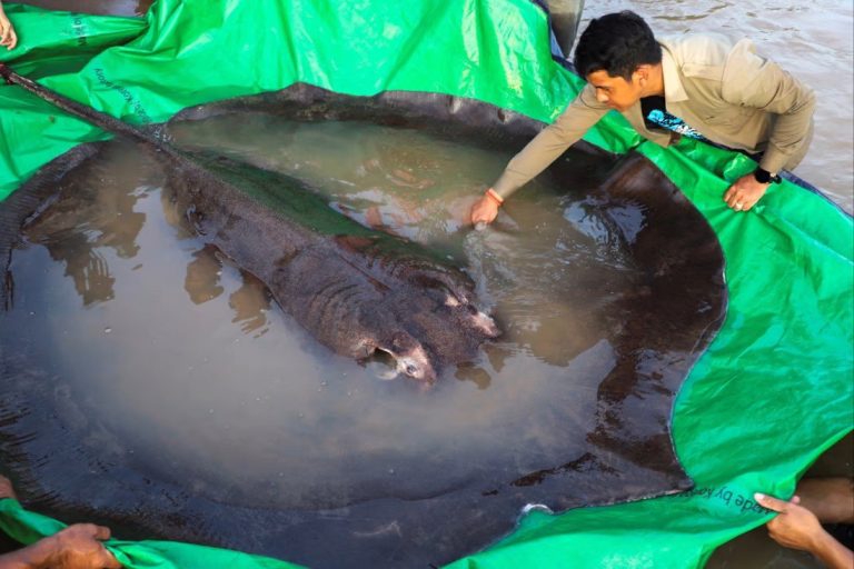 World’s biggest freshwater fish caught by Cambodian in the Mekong River
