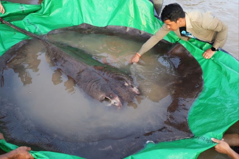 Can Mekong river stingrays tell China’s dam narrative well?