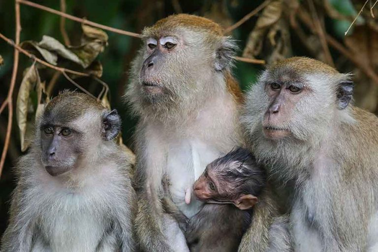 8 Charged in Scheme to Smuggle Endangered Monkeys From Asia, U.S. Says