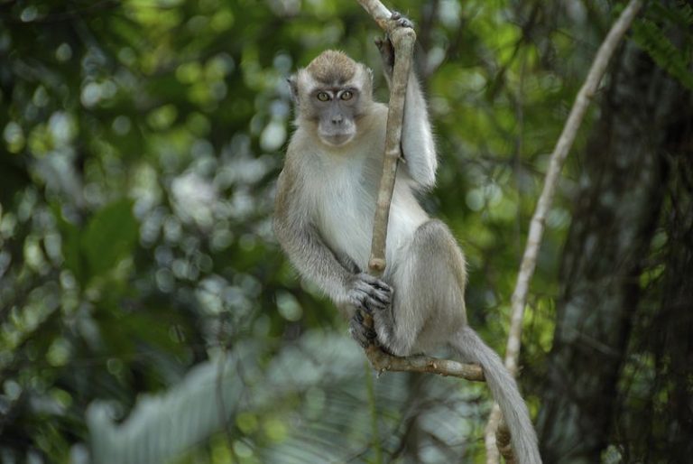 U.S. Charges Cambodian Officials, Others in Monkey Smuggling Scheme