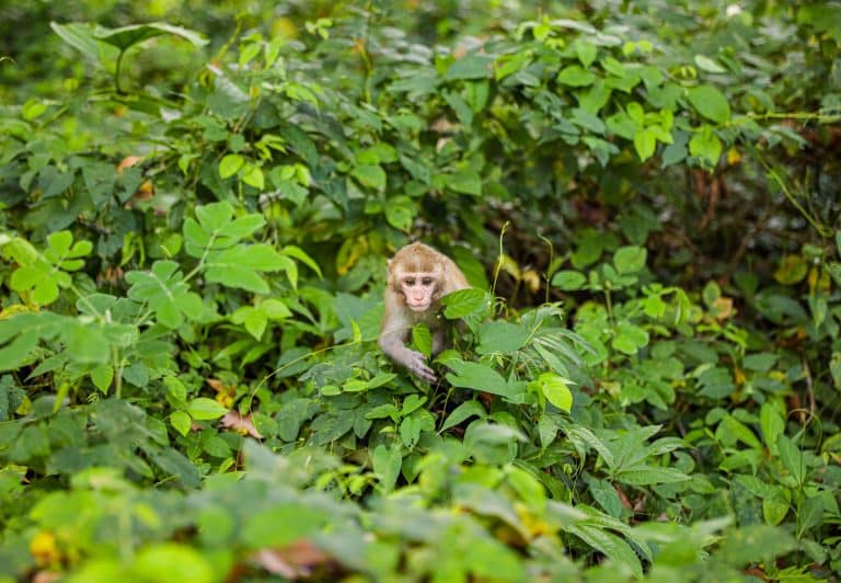 ‘Wake-Up Call’ for Global Monkey Trade