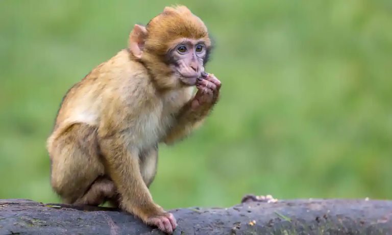 US public not warned that monkeys imported from Cambodia carried deadly pathogens